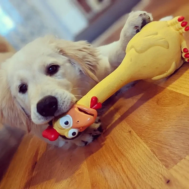 Why Chew Toys Are Essential for Every Puppy’s Development